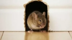 Глувци во рамка куќа и заштита на тоа од глодари