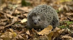 Што животни речиси не работат отрови?