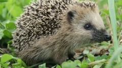 Она што животно не работи со отрови?