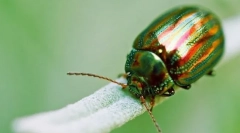 Инсекти од outclass