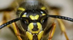 Ос напад и третман на залак