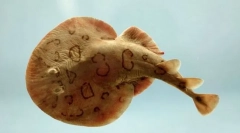 Нарцин електричен