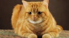 Народни лекови од болвата мачки