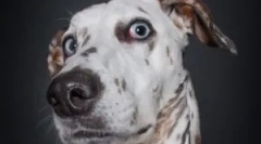 Народни лекови од дома болвата