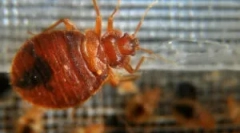 Народни лекови од дома bedbugs