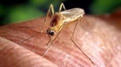 Народни лекови од комарци