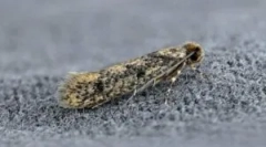 Народни лекови од молија во куќата