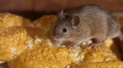 Народни лекови од глувци во куќата