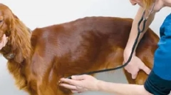 Срцеви ритам прекршоци или аритмија