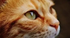 Отворени и внатрешни паразити во мачки