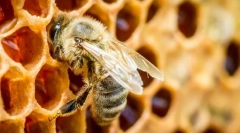 Инсекти кои даваат мед