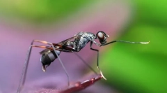 Екстремни инсекти