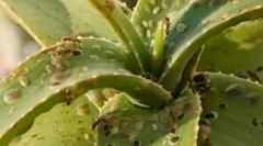 Инсекти во внатрешни цвеќиња и саксии