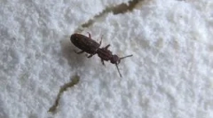 Инсекти во брашно и круп