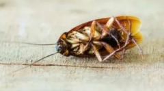 Лето алкохол како средство од лебарки