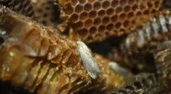 Восок молец тинктура и екстракт