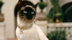 Навредливоста на пубертетот кај мачки