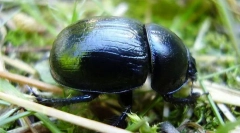 Merrogen пролетта