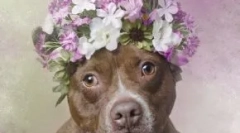 Не толку страшно: 30 слатки фотографии од јама бул