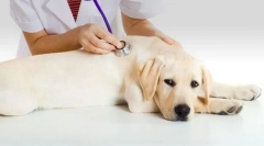 Инконтиненција на урината во кучето: причини, третман, превенција