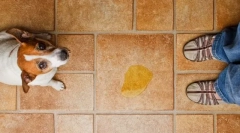 Уринарна инконтиненција