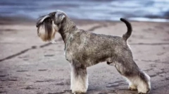 Евтини кучиња средна големина: опис и фотографии