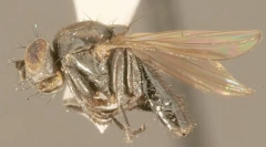 Масло од нафта