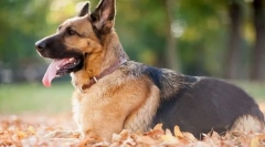 Германски овчар