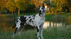 Германско куче