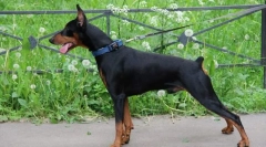 Германски пинец