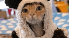 Германски рекс: раса карактеристики