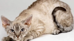 Германски рекс