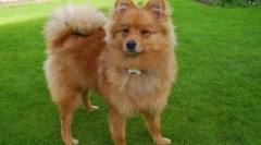 Германски шпиц (фото): разигран и посветен пријател