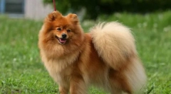 Германски шпиц