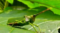 Невообичаени форми на инсекти