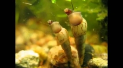 Невообичаени и ефтини жители на аквариум