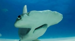 Невообичаени и смешни имиња на риби