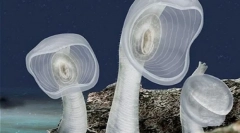 Невообичаени жители на морски длабочини