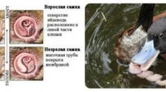 Невообичаени генитални органи на обични гуски