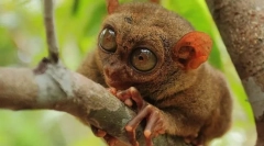 Необични животни