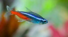 Неоните (параферодонида)