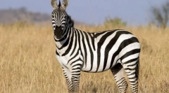 Не-прскање животни