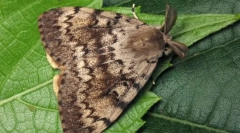 Распакување на свила