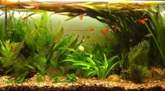 Скромен риба и растенија за домашен аквариум: основите на авоерите