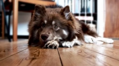 Непријатен мирис на устата во кучиња: можни причини