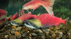 Црвениот лосос