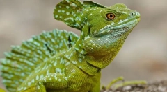 Нервен рептил систем