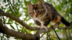 Мачки несреќи