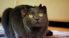 Неверојатни миленичиња: познати мачки-мутанти