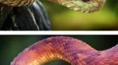 Неверојатни животни и инсекти, чие постоење е тешко да се поверува